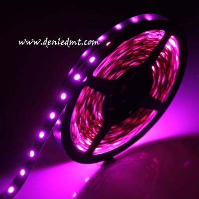 LED DÂY 5050 HỒNG CÓ KEO