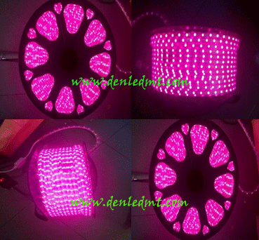 Led dây cuộn 100m _điện 220V_màu hồng